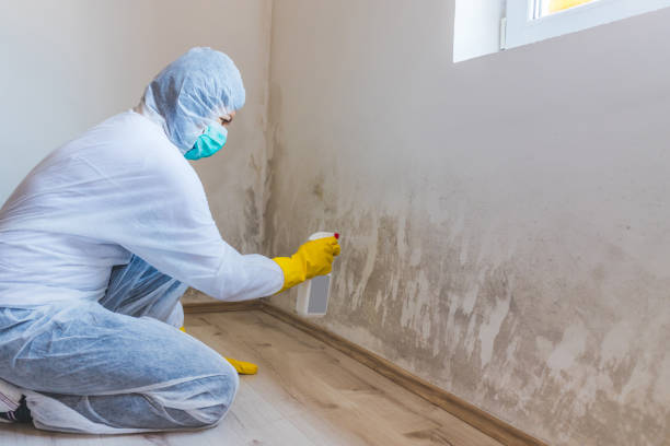 Professional mold removal team in Moonachie