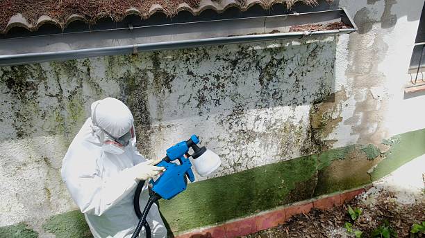 Mold Removal service in Moonachie